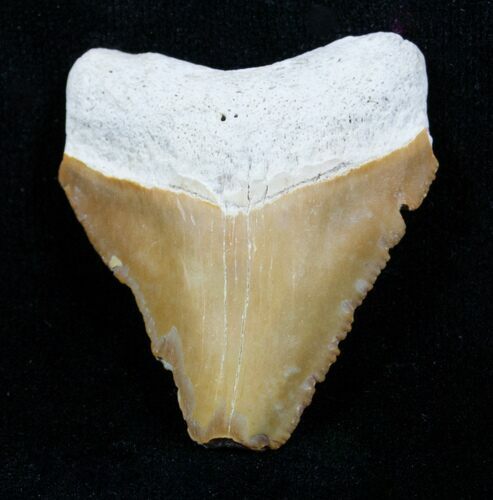 Tan Megalodon Tooth - Bone Valley #3826